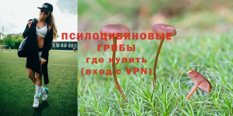 Псилоцибиновые грибы Psilocybe  Аткарск 